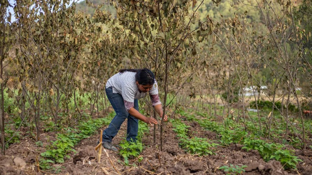 agriculture women farmers