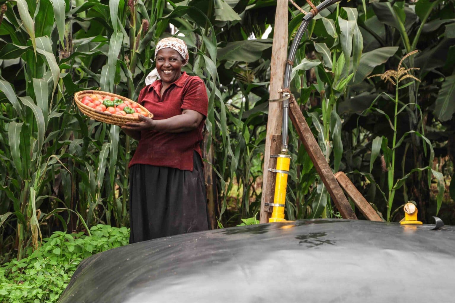 Agri-Innovation Centers - Sistema.bio