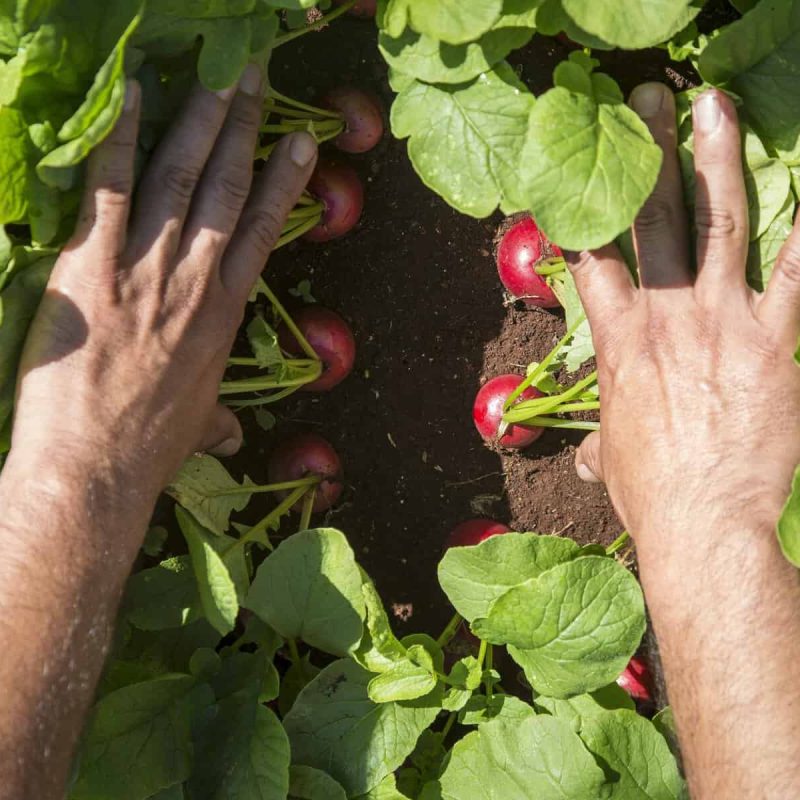 D2_YUC18__CentroAcompio_17