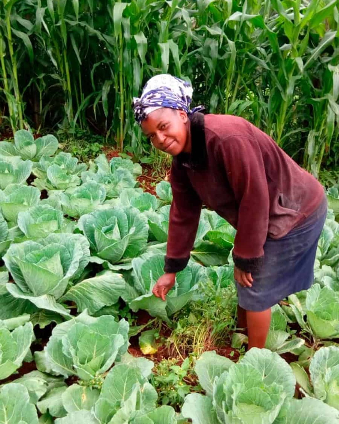 biofertilizer-cabbage-kenya-organic2