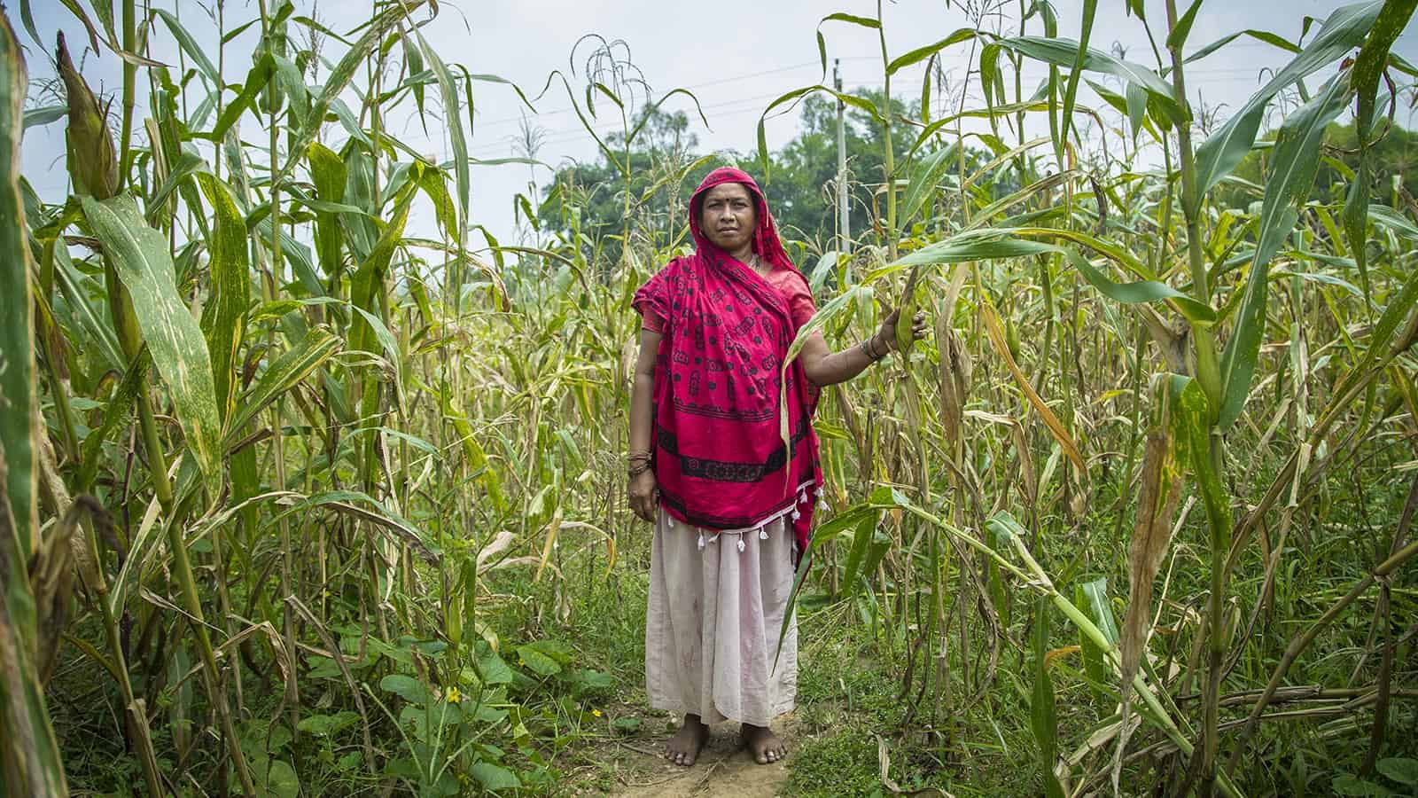 female-farmer-india-maize-sistemabio